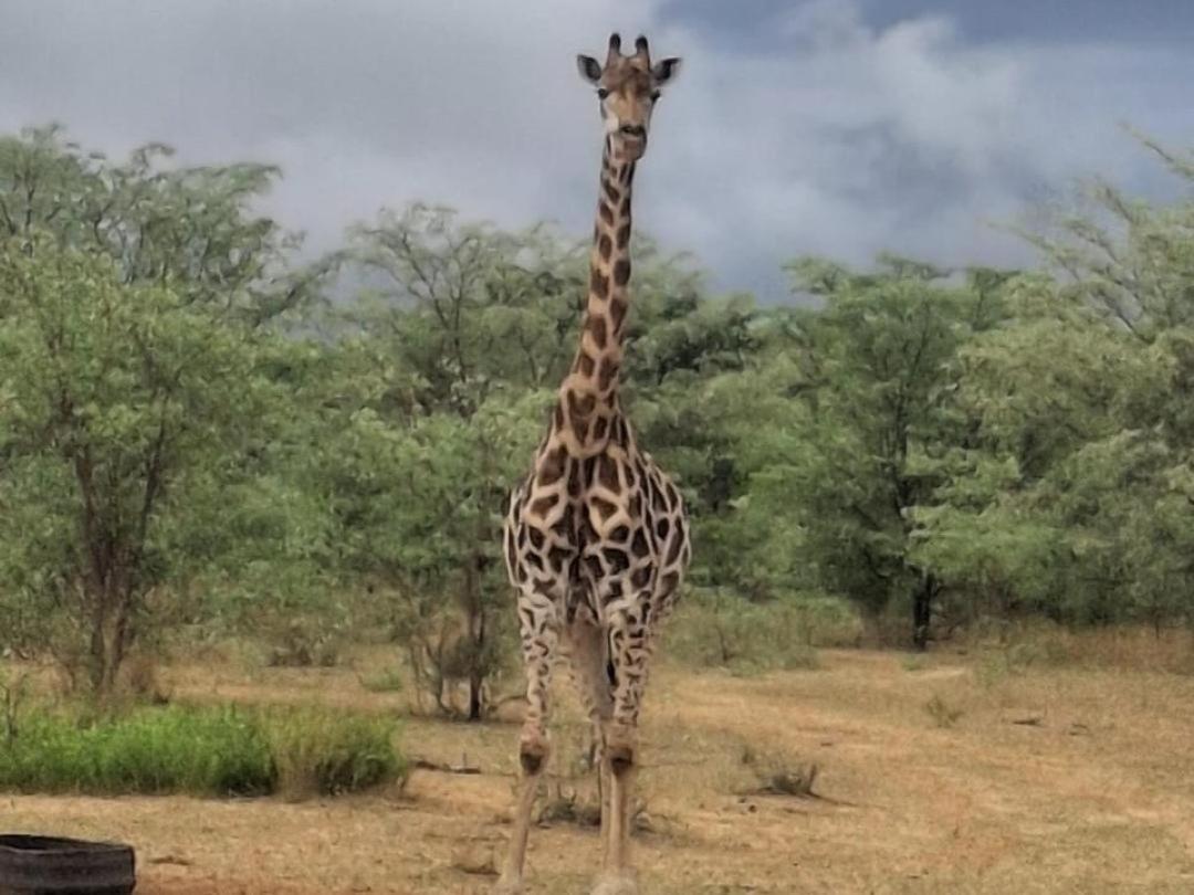 Kigeni Safari Lodge & Spa Vaalwater Kültér fotó