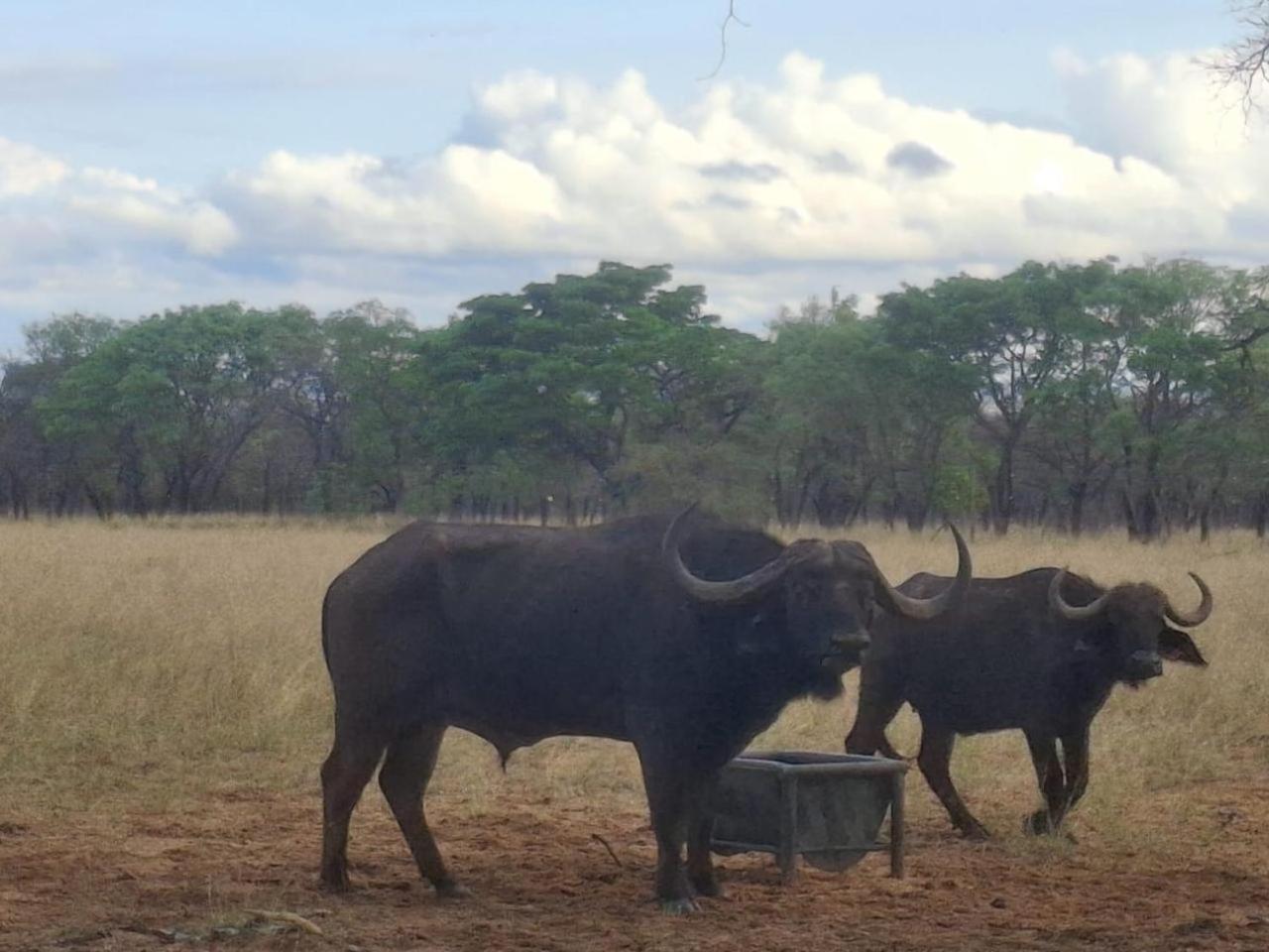 Kigeni Safari Lodge & Spa Vaalwater Kültér fotó